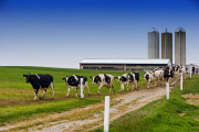cpa119 dairy farm medium