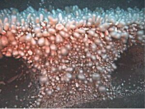 Picture taken by the ROV at 30 metre depth