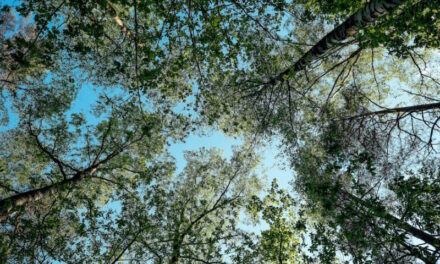 TEAM’s Net Zero and Carbon Reduction Consultancy services help organisations to meet the net zero challenge