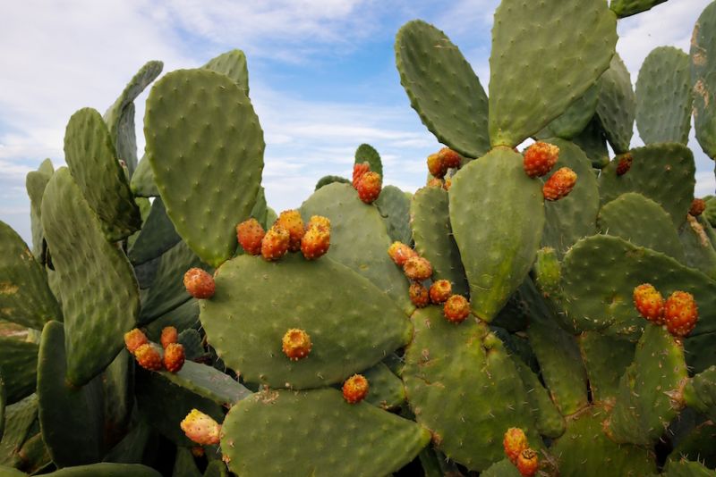 Researchers unlock potential of desert plants for cleaner efficient energy